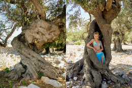 Olivovníky Lun, ostrov Pag, Chorvatsko 