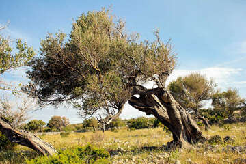 Olivovníky Lun, ostrov Pag, Chorvatsko 