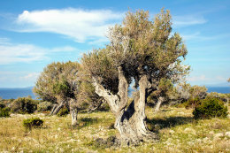 Olivovníky Lun, ostrov Pag, Chorvatsko 