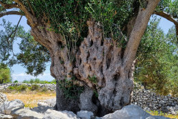 Olivovníky Lun, ostrov Pag, Chorvatsko 