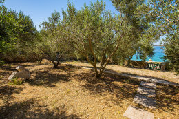 Apartmány Crnika - zahrada s olivovníky pod domem, vstup na pláž, Mandre, ostrov Pag, Chorvatsko