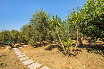 Apartmány Crnika - zahrada s olivovníky pod domem, Mandre, ostrov Pag, Chorvatsko