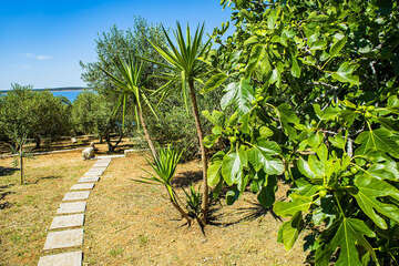 Apartmány Crnika - zahrada pod domem, Mandre, ostrov Pag, Chorvatsko