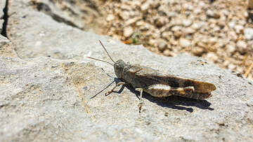 Gradina - saranče na vyhlídce, Makarská riviéra, Chorvatsko