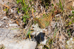 Gradina - motýl, Makarská riviéra, Chorvatsko