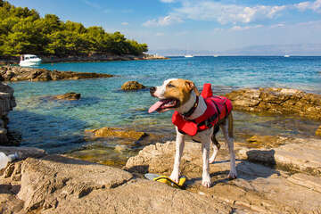 Stomorska - koupání z plochých kamenů je vhodné pro psy, ostrov Šolta, Chorvatsko