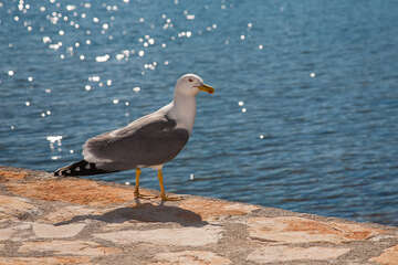 Apartmány Orijan - pláže, Novigrad, Istrie, Chorvatsko