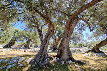 Olivovníky Lun, ostrov Pag, Chorvatsko