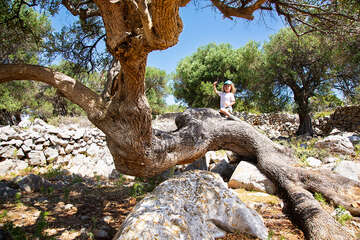 Olivovníky Lun, ostrov Pag, Chorvatsko