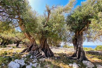 Olivovníky Lun, ostrov Pag, Chorvatsko