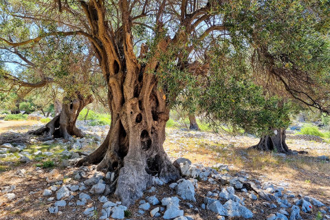 Olivovníky Lun, ostrov Pag, Chorvatsko