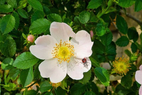 Vodopády Berberov buk, Muškovci, Chorvatsko