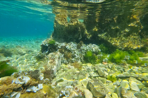 Šnorchlování v Mandre, ostrov Pag, Chorvatsko