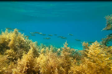 Šnorchlování v Mandre, ostrov Pag, Chorvatsko