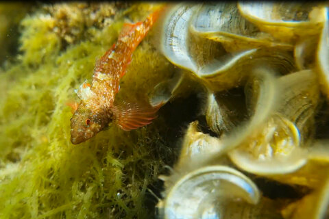 Šnorchlování v Mandre, ostrov Pag, Chorvatsko