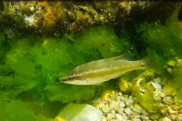 Šnorchlování v Mandre, ostrov Pag, Chorvatsko