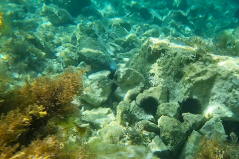 Šnorchlování v Mandre, ostrov Pag, Chorvatsko