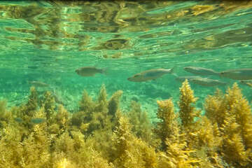 Šnorchlování v Mandre, ostrov Pag, Chorvatsko