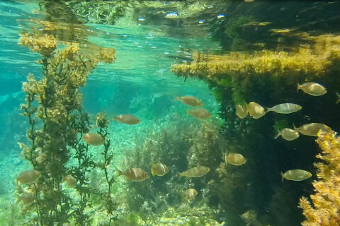 Šnorchlování v Mandre, ostrov Pag, Chorvatsko