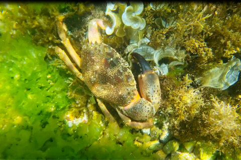 Šnorchlování v Mandre, ostrov Pag, Chorvatsko