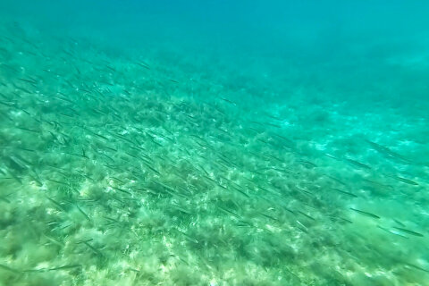 Šnorchlování u pláže Girenica, ostrov Pag, Chorvatsko