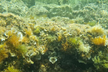 Šnorchlování u pláže Girenica, ostrov Pag, Chorvatsko