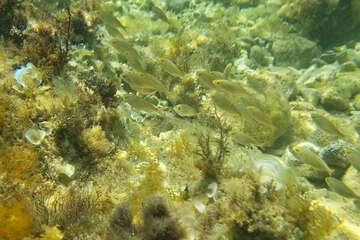 Šnorchlování u pláže Girenica, ostrov Pag, Chorvatsko