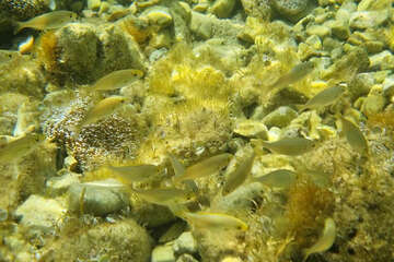 Šnorchlování u pláže Girenica, ostrov Pag, Chorvatsko