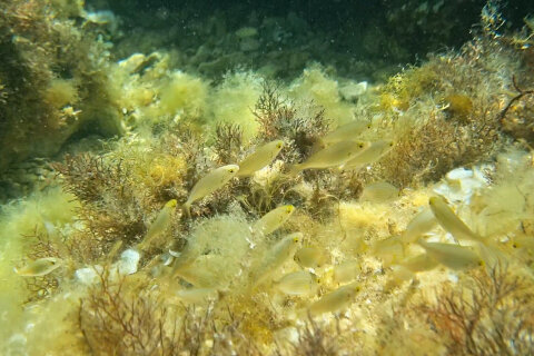 Šnorchlování u pláže Girenica, ostrov Pag, Chorvatsko