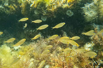 Šnorchlování u pláže Girenica, ostrov Pag, Chorvatsko