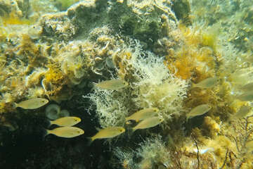 Šnorchlování u pláže Girenica, ostrov Pag, Chorvatsko