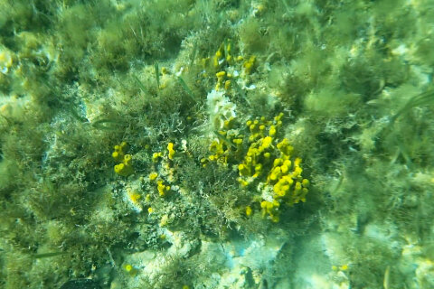 Šnorchlování u pláže Girenica, ostrov Pag, Chorvatsko