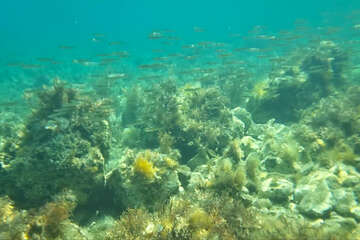 Šnorchlování u pláže Girenica, ostrov Pag, Chorvatsko
