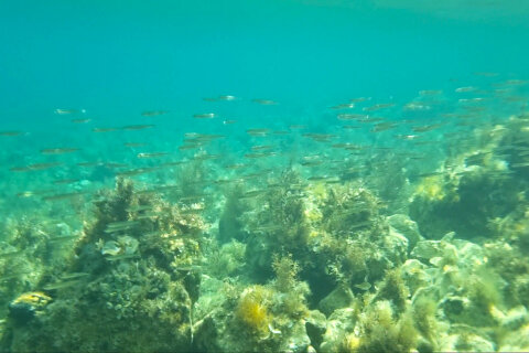 Šnorchlování u pláže Girenica, ostrov Pag, Chorvatsko