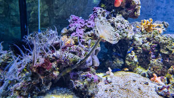 Mořské akvárium Pula, pevnost Verudela, Istrie, Chorvatsko