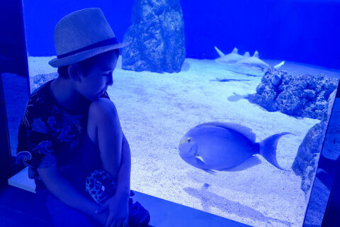 Mořské akvárium Pula, pevnost Verudela, Istrie, Chorvatsko