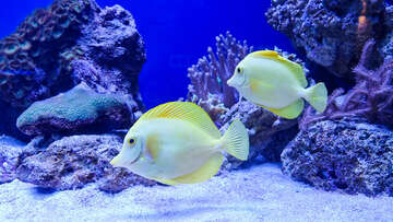 Mořské akvárium Pula, pevnost Verudela, Istrie, Chorvatsko