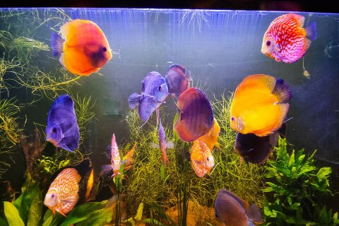 Mořské akvárium Pula, pevnost Verudela, Istrie, Chorvatsko