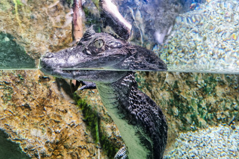 Mořské akvárium Pula, pevnost Verudela, Istrie, Chorvatsko