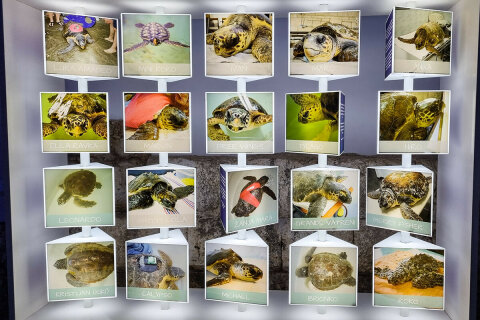 Mořské akvárium Pula, pevnost Verudela, Istrie, Chorvatsko