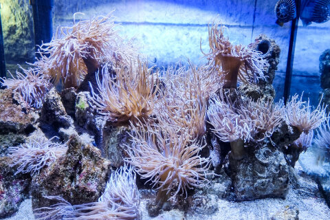 Mořské akvárium Pula, pevnost Verudela, Istrie, Chorvatsko