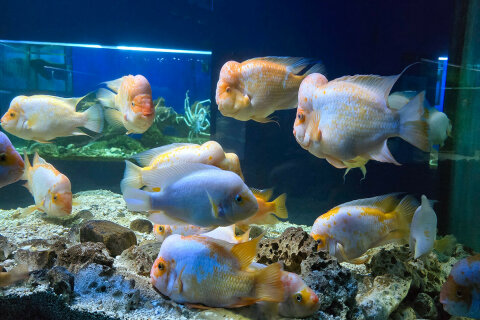 Akvárium a terárium Poreč, Istrie, Chorvatsko