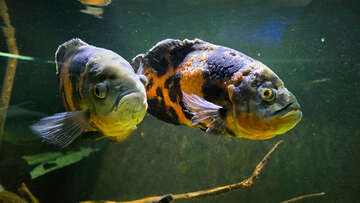 Akvárium a terárium Poreč, Istrie, Chorvatsko