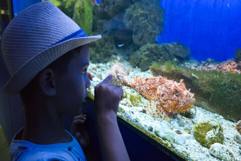 Akvárium a terárium Poreč, Istrie, Chorvatsko