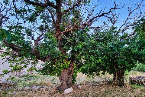 Stari Grad Pag, ostrov Pag, Chorvatsko