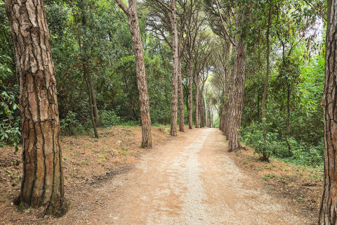 Zlatni rt - stezka k pláži, Rovinj, Istrie, Chorvatsko