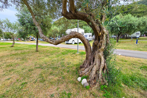 Mobilhome Oliva - kemp, Rabac, Istrie, Chorvatsko