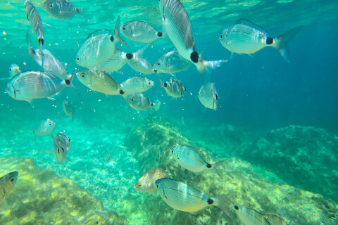 Pláž Girandella - šnorchlování, Rabac, Istrie, Chorvatsko