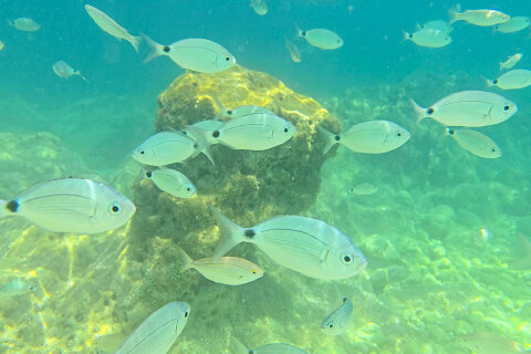 Pláž Girandella - šnorchlování, Rabac, Istrie, Chorvatsko