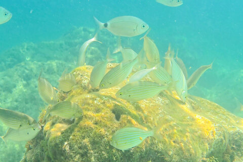 Pláž Girandella - šnorchlování, Rabac, Istrie, Chorvatsko